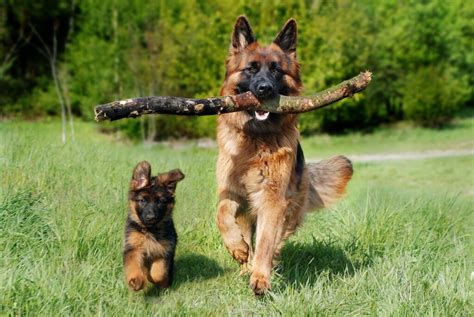 19 Best Service Dog Breeds And How To Pick The Right One