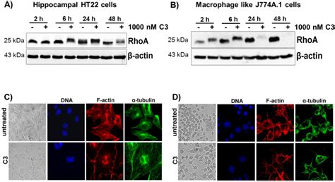 Toxins Free Full Text Uptake Of Clostridium Botulinum C Exoenzyme