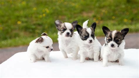 Adorable Papillon Puppies 4k Ultra Hd Wallpaper