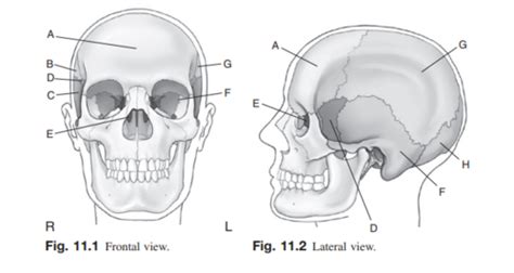 Chapter Skull Workbook Flashcards Quizlet