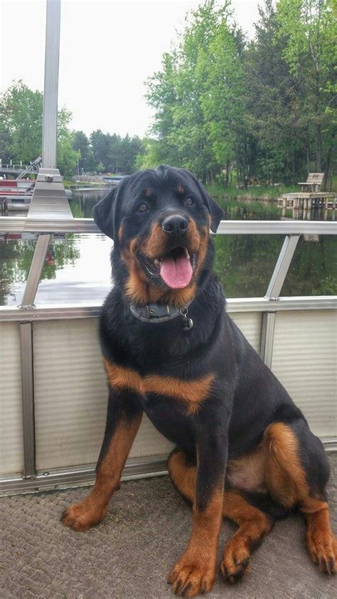 11 Overwhelming Moments Of Love Only Rottweiler Can Understand