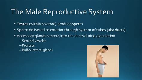 Biol K Reproductive System Narrated Part Video Youtube