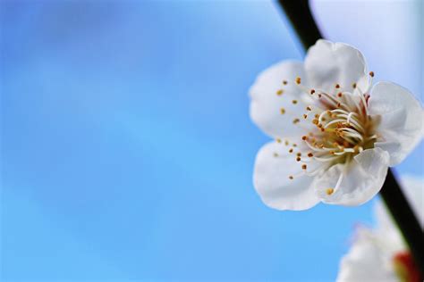 Japanese Apricot (ume) Blossom by Ka_tate