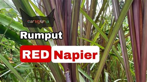 Rumput Pakchong Merah Red Napier 15 YouTube