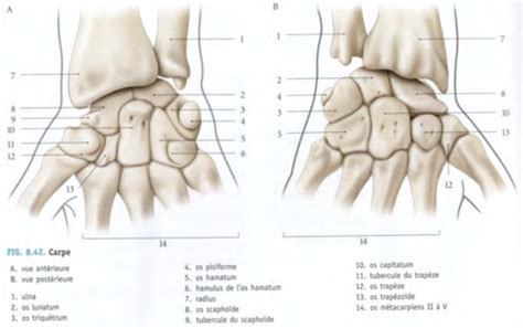 Anatomie Du Poignet Et De La Main Cartes Quizlet