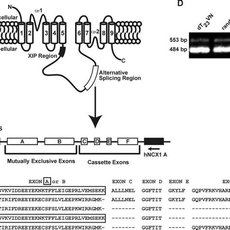 The Proposed Membrane Topology Of The Na Ca Exchanger A The