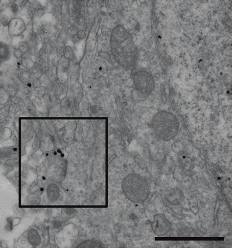 Figure S6 Transplanted Interneurons Establish Synaptic Contacts With