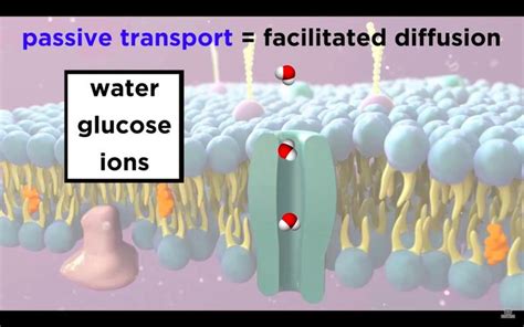 Structure Of The Cell Membrane: Active and Passive Transport | Passive ...