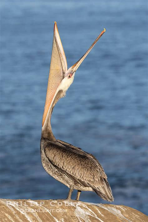 California Brown Pelican Head Throw Pelecanus Occidentalis La Jolla