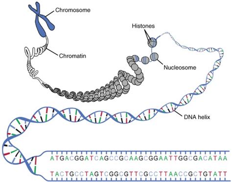 Aufbau Struktur Und Verschiedene Arten Der DNA