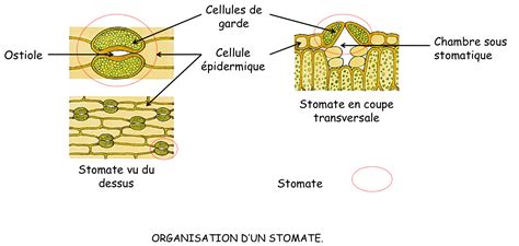 Chapitre N La Nutrition V G Tale Svt Jules Michelet