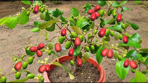 How To Propagate Jujube Plants Fast With Potatoes For Fast Growing