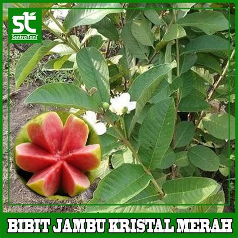 Jual Bibit Jambu Kristal Merah Sentratani