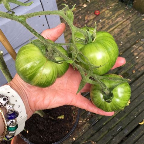 Solanum Lycopersicum Green Zebra Tomato Green Zebra Uploaded By