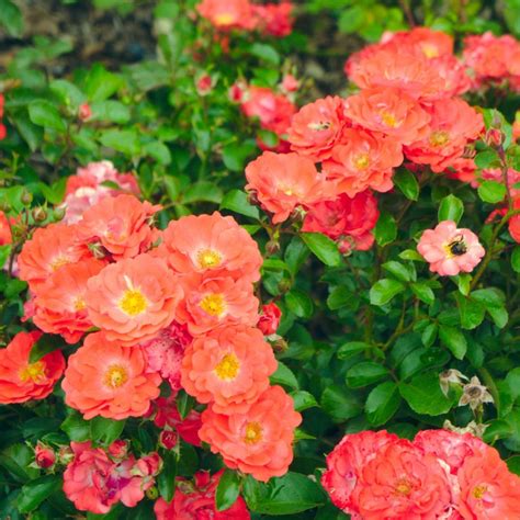 Drift Rose Coral Hahira Nursery Georgia Flowers