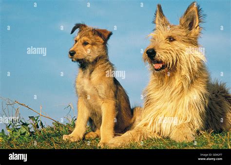 Picardy Shepherd Dog Female With On Grass Stock Photo Alamy