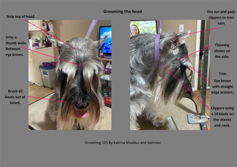 Grooming a Standard Schnauzer