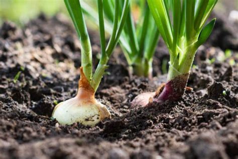 AgriBegri - Onion Farming- From Planting To Harvesting