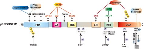 Sqstm1p62 And Hepatic Mallory Denk Body Formation In Alcohol