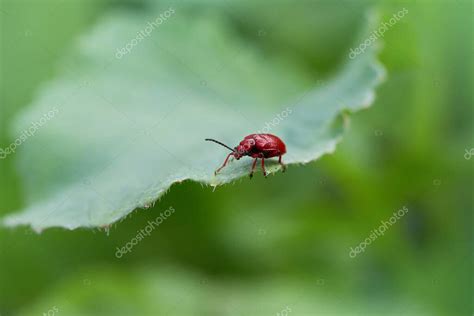 El Escarabajo Lirio Escarlata Lilioceris Lilii O Escarabajo Lirio De