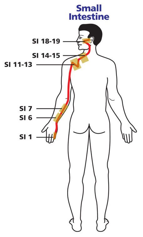 The Energies of Summer – Small Intestine – Optimum Energy and Wellness