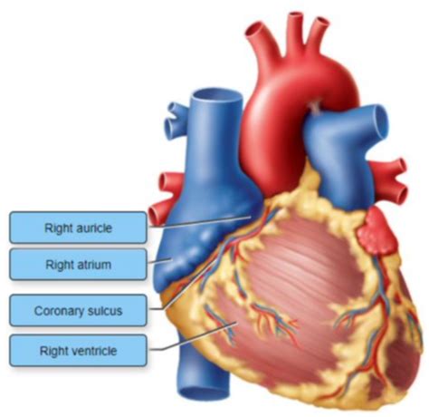 Bio Lab Practical Heart Anatomy Flashcards Quizlet