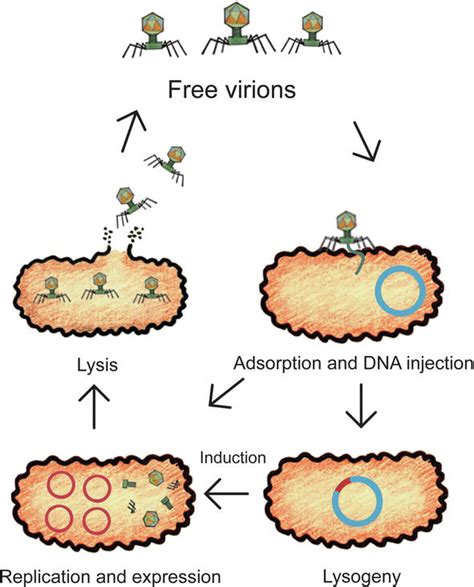 Targeting Peptides Derived From Phage Display For Clinical Imaging