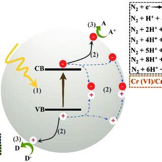 Schematic Illustration Of Basic Photocatalytic Reaction Process The