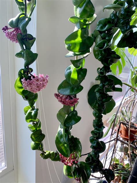 Hoya Carnosa Compacta Going Nuts With Blooms Rhouseplants