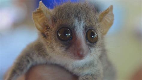 Baby Pygmy Mouse Lemur