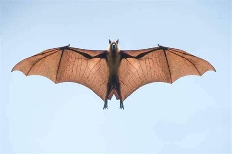 Pin by İlayda Özgül on Yamur Bat Bat species Fruit bat