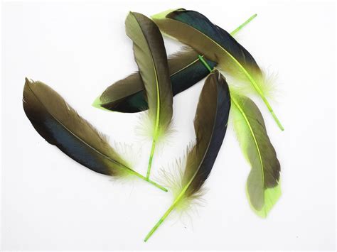 Mallard Duck Quill Feathers (Green) – Feather Buy