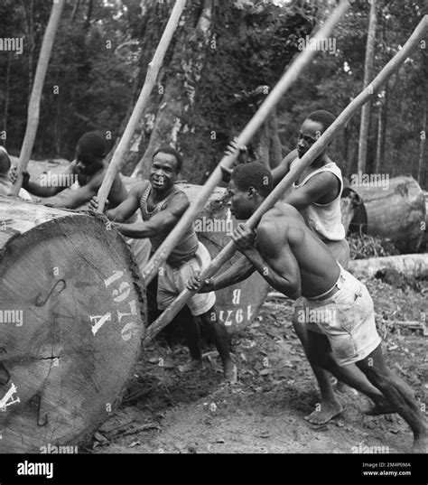 Unité de magazine exploitation forestière au Gabon Photographies des