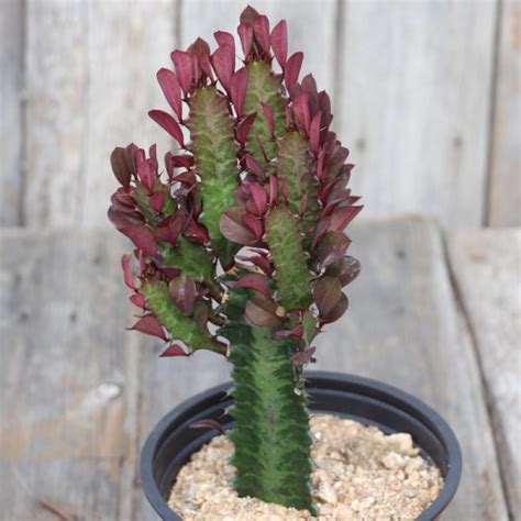 Euphorbia Trigona Rubra African Milk Tree Red Easy Succulents