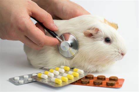 12 Common Diseases In Guinea Pigs