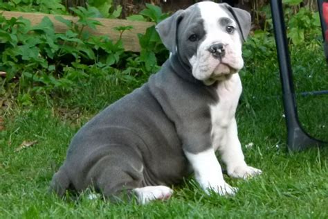 Blue English Bulldog A Guide To Care Exercise And Diet