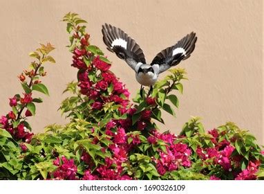 431 Loggerhead shrike Images, Stock Photos & Vectors | Shutterstock