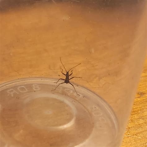 These bugs keep multiplying in my house. : r/insects