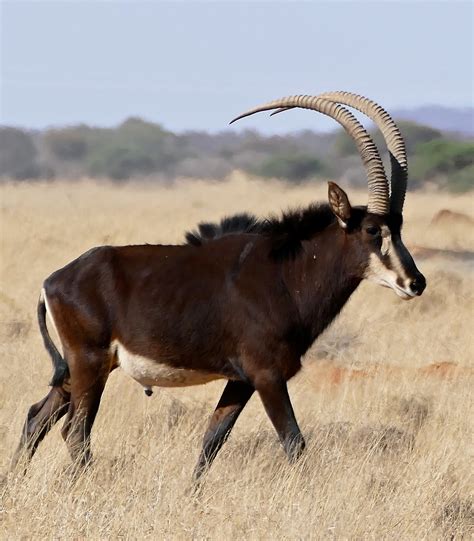 Sable Antelope Trip To Zambia Mammals · Inaturalist