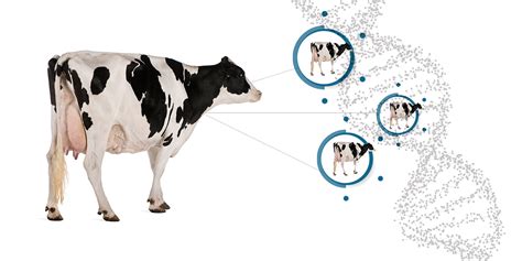 China Inicia Clonaci N De Vacas Holstein Para Superar Su Dependencia