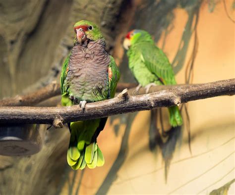 The Pair Of Green Parrots Stock Image Image Of Tropical 62242265