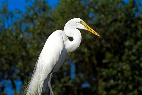 Premium Photo | Great egret closeup in its natural habitat