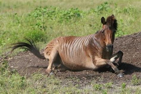 Zorse - A-Z Animals