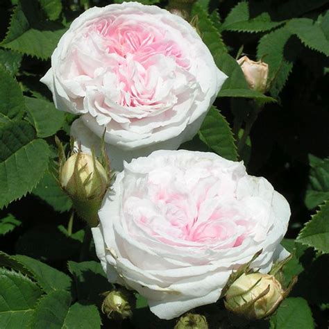 Felicite Parmentier Trevor White Roses Specialists Of Old Roses