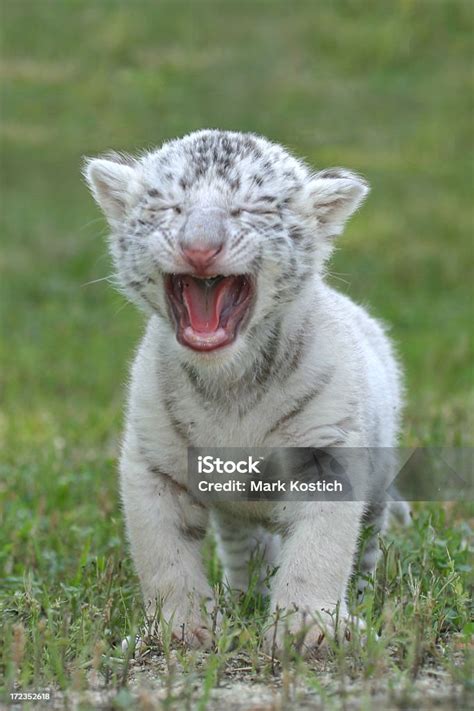 Baby White Tiger Roaring Stock Photo - Download Image Now - White Tiger ...