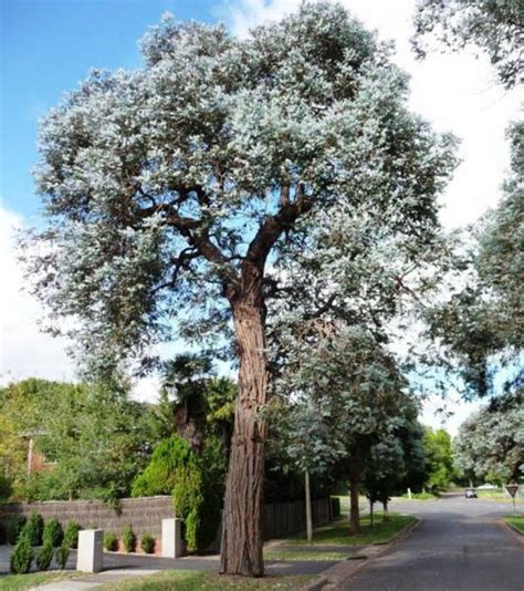 EUCALYPTUS Cinerea Silver Dollar Gum Buy Silver Dollar Eucalyptus