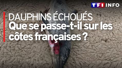 Des Centaines De Dauphins Chou S Sur Les Plages Fran Aises Comment