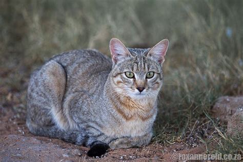 Namaqua National Park guide: everything you need to know - Roxanne Reid African Wild Cat, Tidal ...