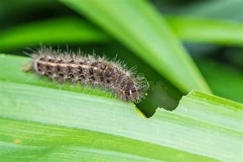 Butterfly worm stock image. Image of hyalophora, blue - 77582451