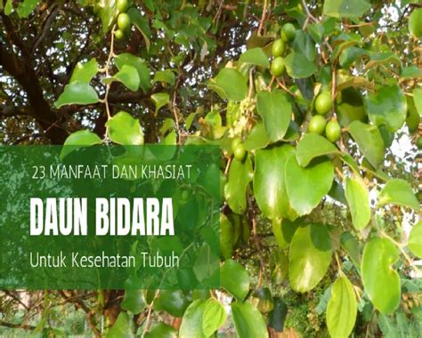 Khasiat Buah Bidara Yang Disebut Dalam Al Quran My Info Maya